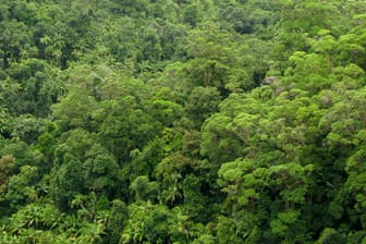 Das Blätterdach eines tropischen Regenwalds (Symbolbild): Die Blättoberfläche erwärmt sich deutlich schneller als die umliegende Luft. Für die Bäume kann das lebensgefährlich werden.