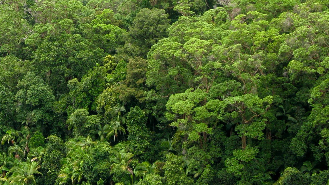 Das Blätterdach eines tropischen Regenwalds (Symbolbild): Die Blättoberfläche erwärmt sich deutlich schneller als die umliegende Luft. Für die Bäume kann das lebensgefährlich werden.