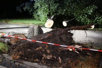 Umgestürzter Baum in Leipzig: