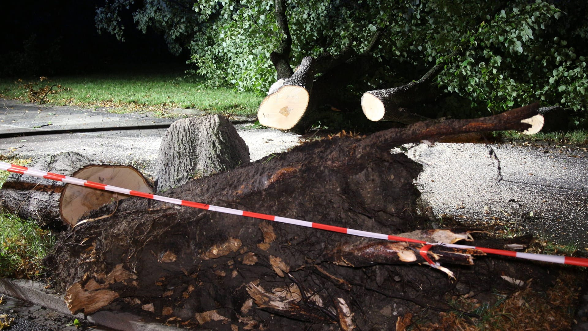 Umgestürzter Baum in Leipzig: Umgestürzter Baum in Leipzig: