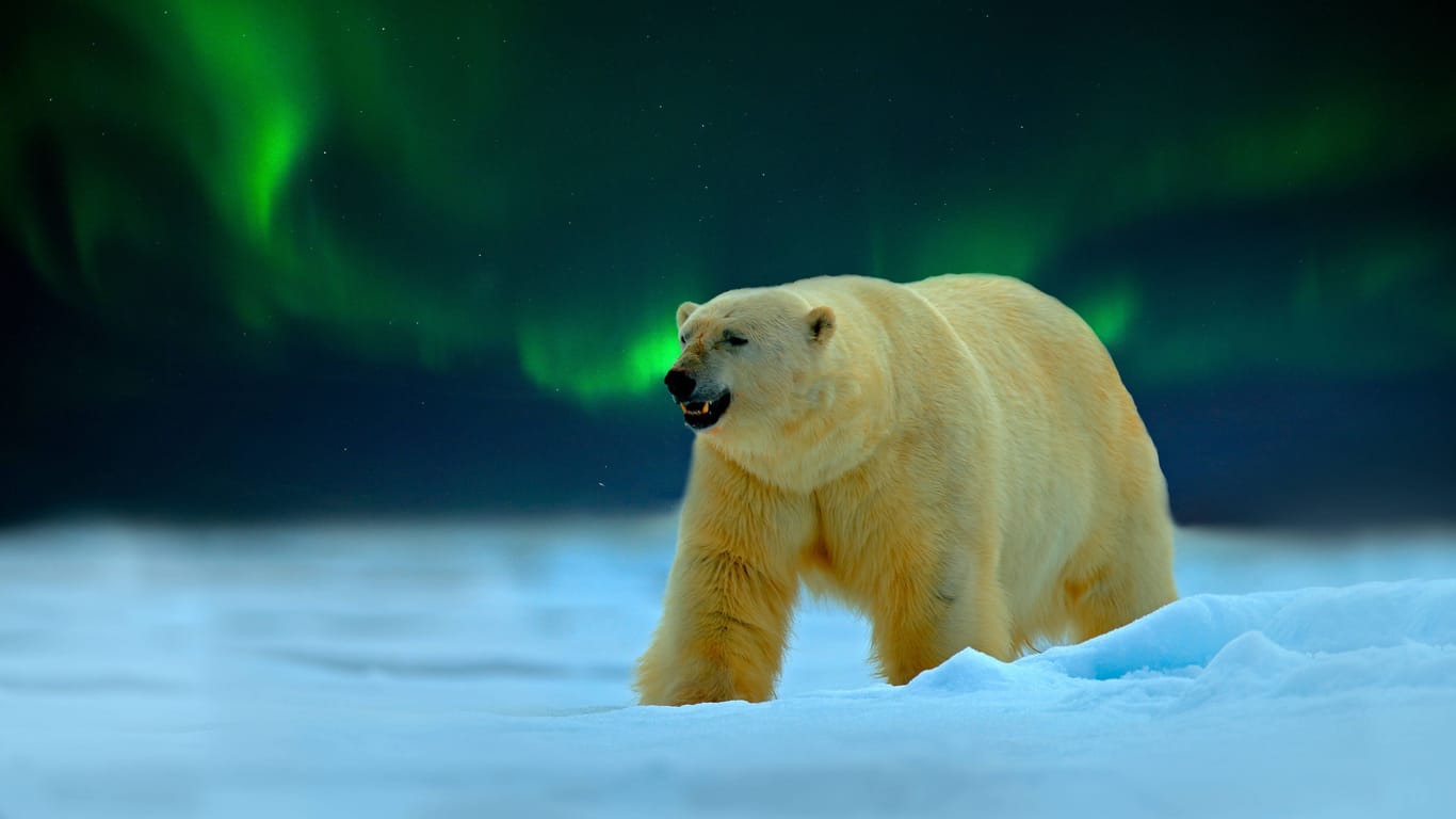 Ein Eisbär im Treibeis von Kanada mit Nordlichtern bei Nacht: Da alle Lebewesen über die Nahrungskette miteinander verbunden sind, hat ein Rückgang von Plankton auch Folgen für große Säugetiere.