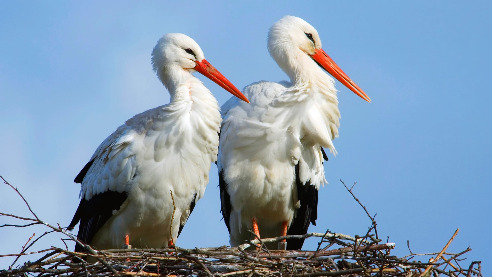 Weißstörche im Nest: In Norddeutschland wächst die Population.