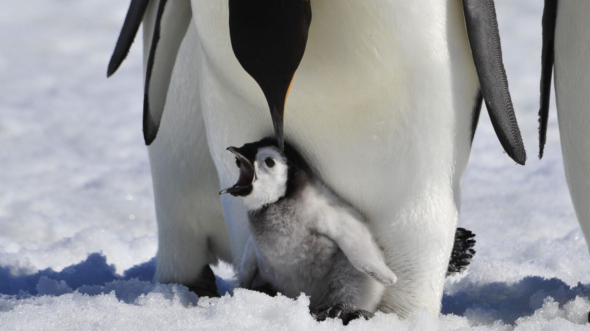 Eine Kaiser-Pinguin-Mutter pflegt ihr Küken. Ohne Meereis kann sich der Nachwuchs nicht entwickeln.