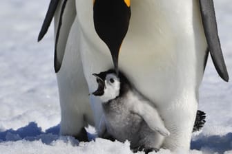 Eine Kaiser-Pinguin-Mutter pflegt ihr Küken. Ohne Meereis kann sich der Nachwuchs nicht entwickeln.