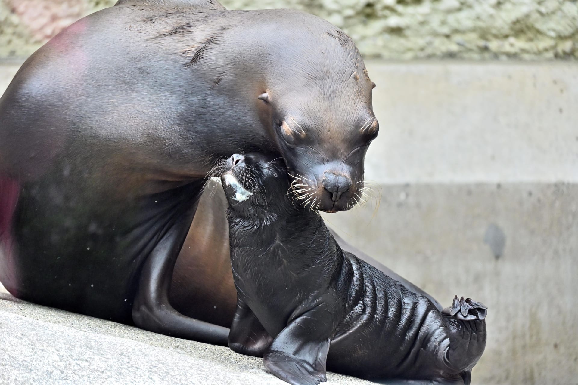 Nachwuchs bei den Mähnenrobben: Xana spielt mit ihrer Mutter Loreen im Tierpark Hellebrunn.