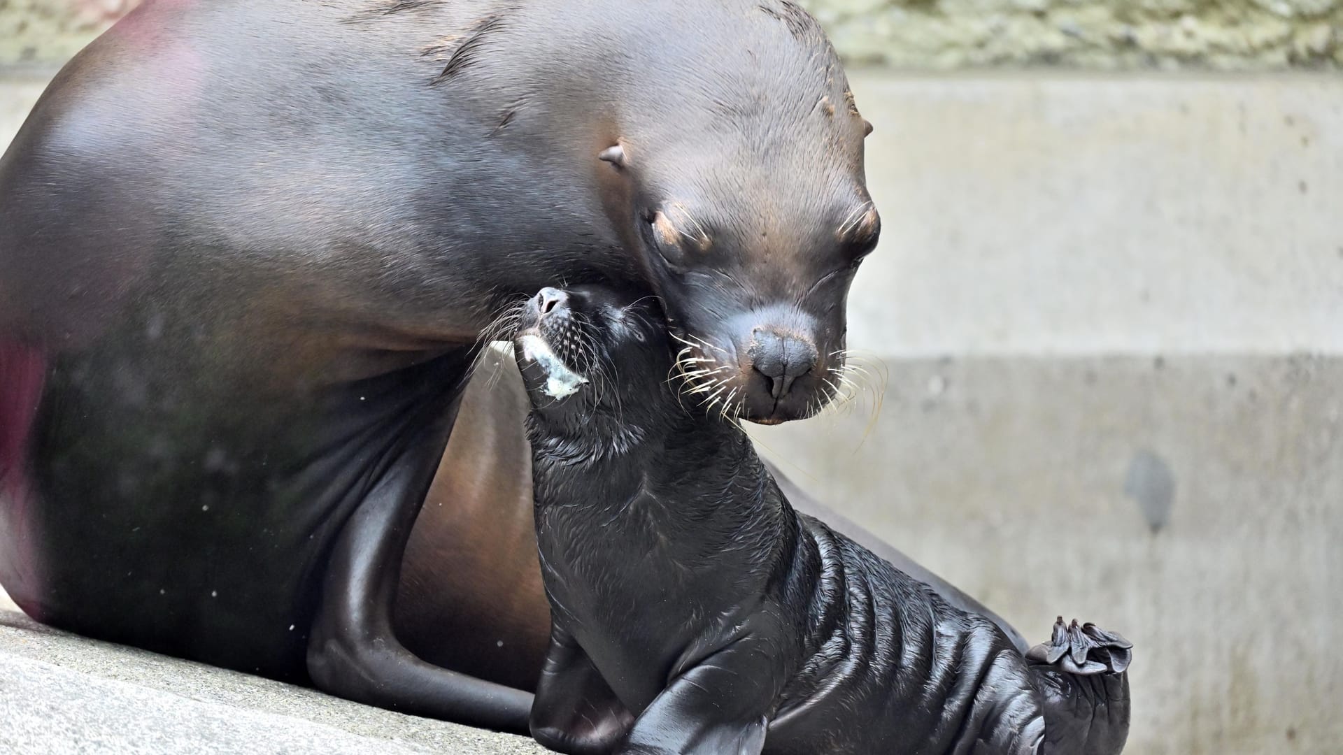 Nachwuchs bei den Mähnenrobben: Xana spielt mit ihrer Mutter Loreen im Tierpark Hellebrunn.