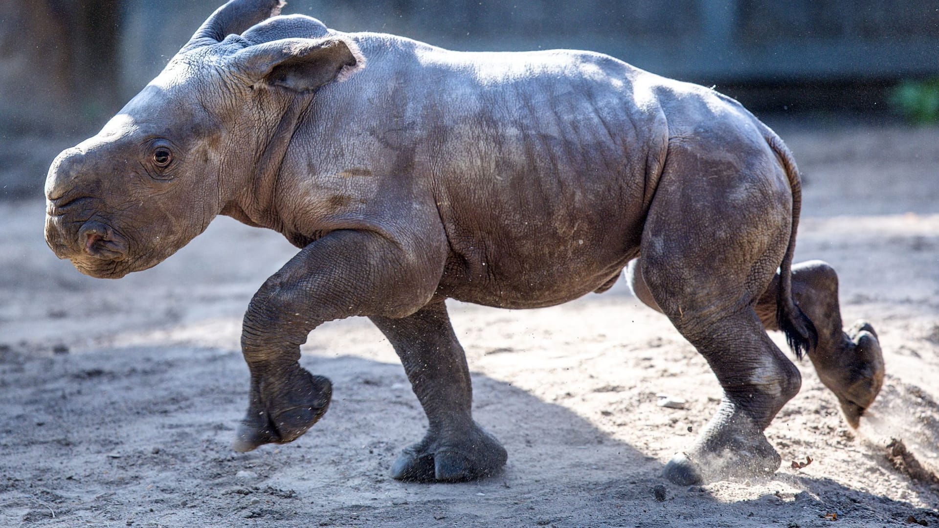 Schwerin: Das erst wenige Tage alte weibliches Nashornbaby erkundet erstmals die Außenanlagen im Schweriner Zoo. Schwerin: Das erst wenige Tage alte weibliches Nashornbaby erkundet erstmals die Außenanlagen im Schweriner Zoo.