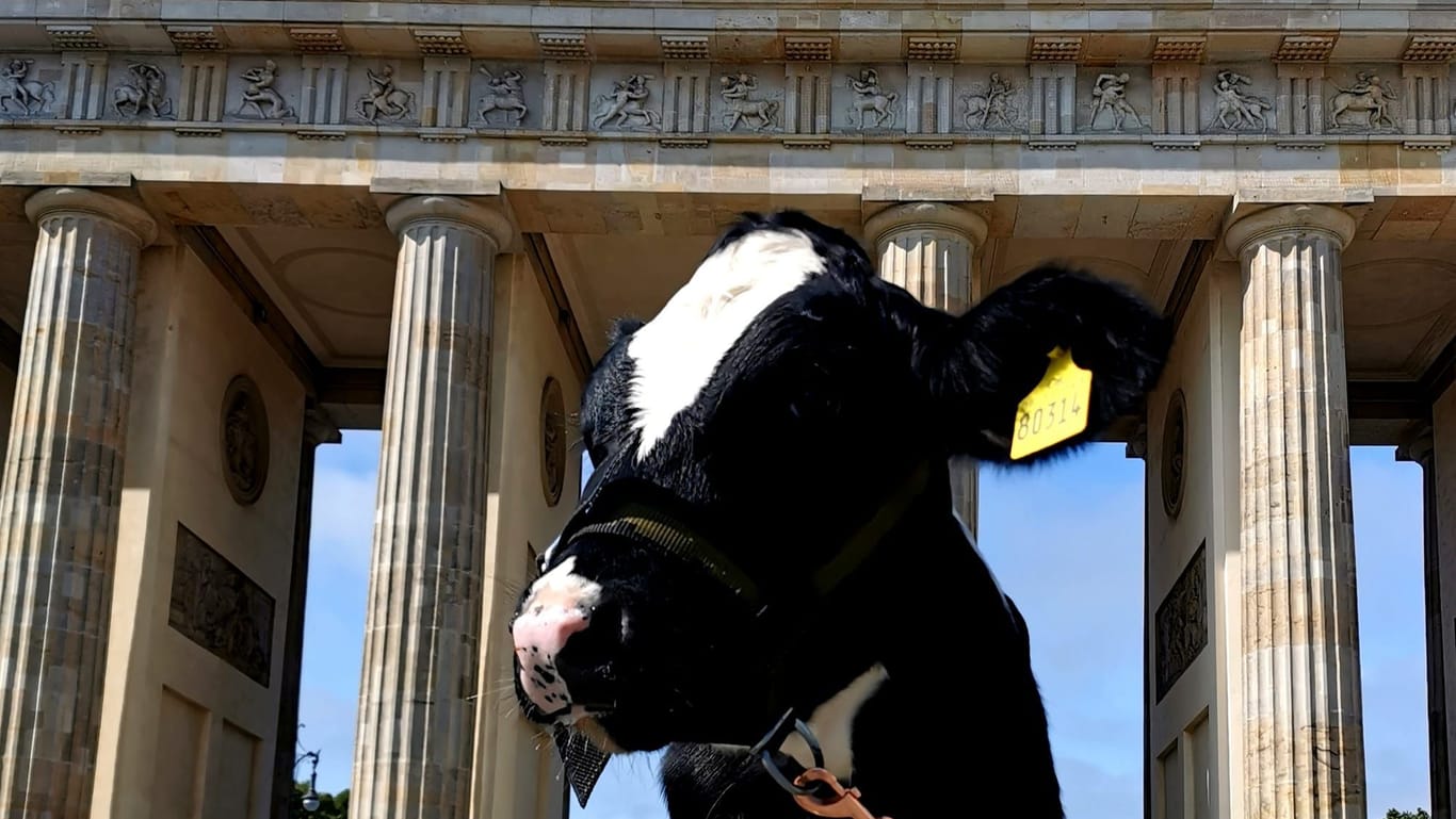 Berlin: Pierre Fritzsche besuchte mit seiner Kuh Annabelle die deutsche Hauptstadt.