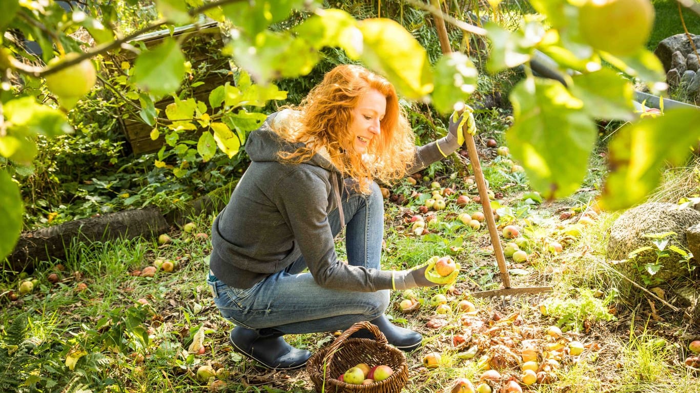 Eine Frau sammelt Äpfel vom Boden auf