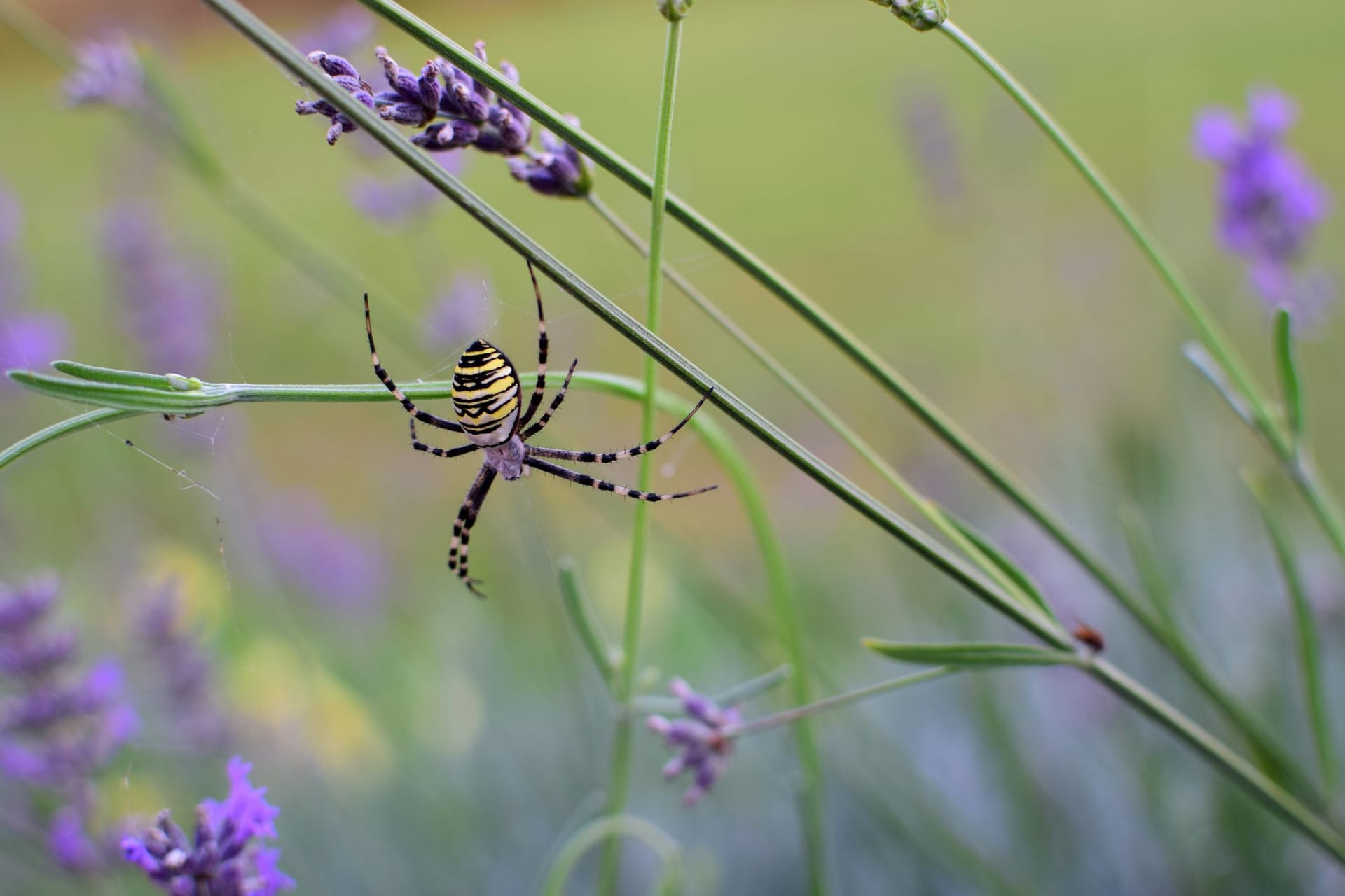 Einige Spinnen stören sich nicht am Lavendel, während andere sich lieber von ihm fernhalten.