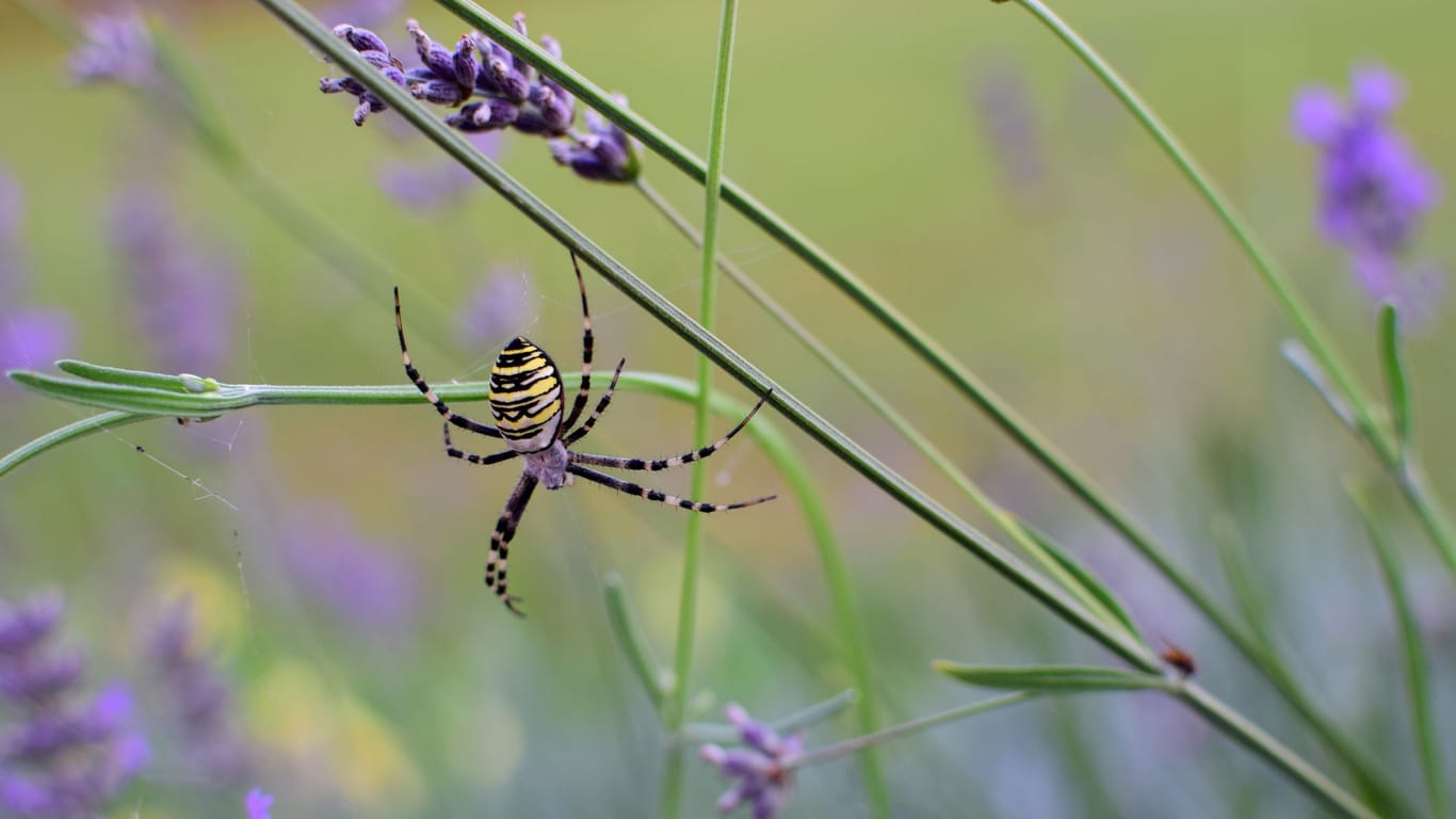 Einige Spinnen stören sich nicht am Lavendel, während andere sich lieber von ihm fernhalten.