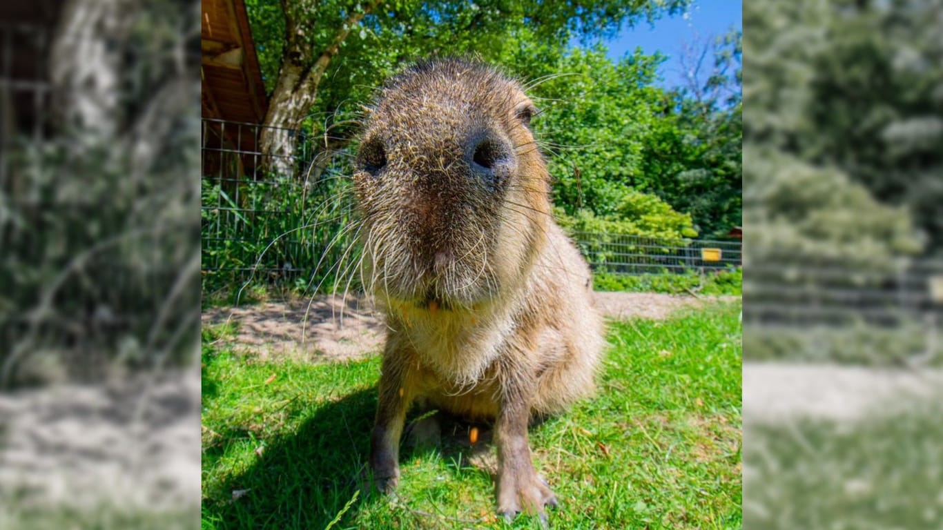 Capybara-Mutter Daniela: Der Zoo trauert um das Wasserschwein.