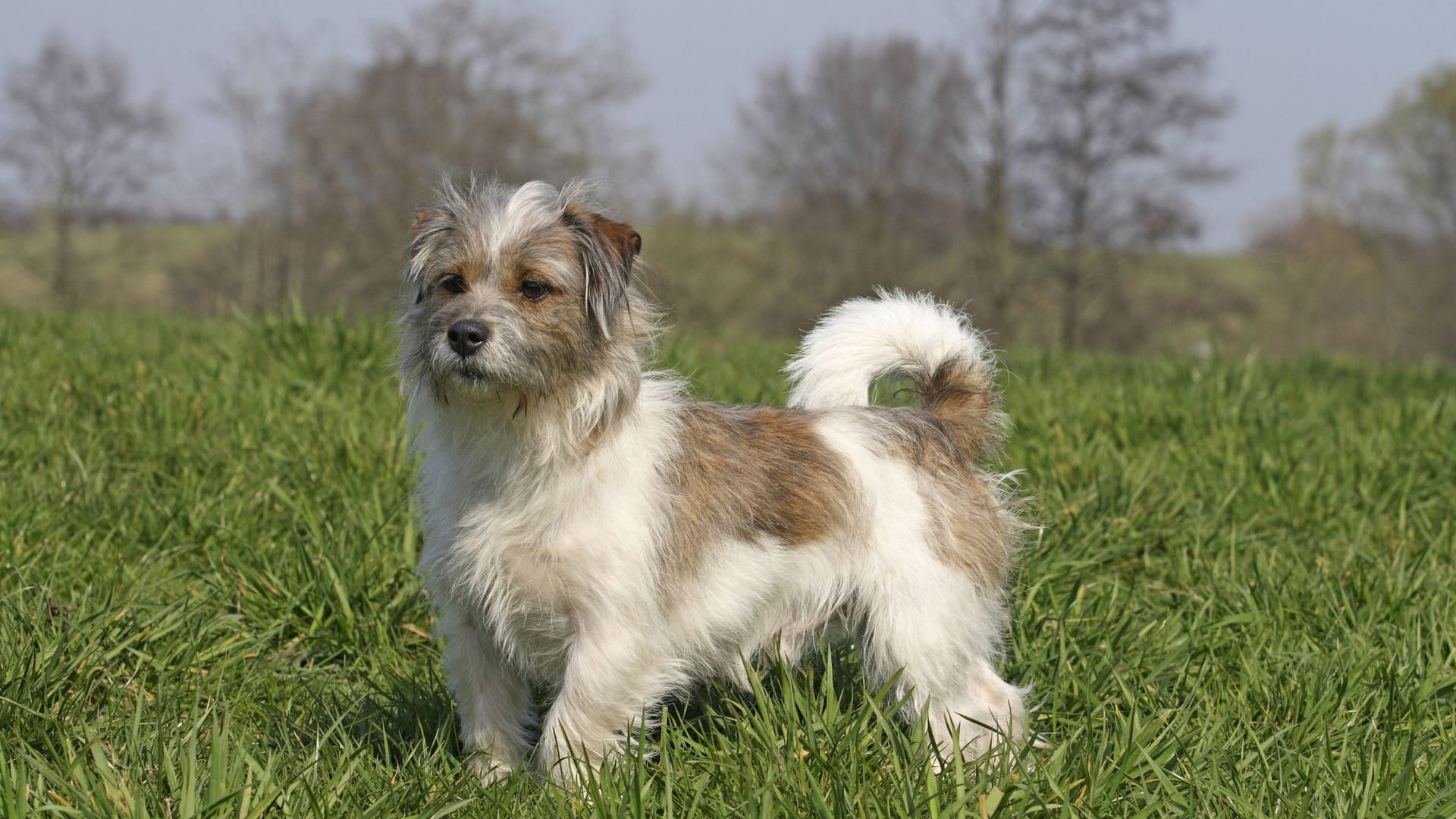 Ein Shi-Tzu-Jack-Russel-Mischling (Symbolbild): Der kleine "Kalle" wurde einfach zurückgelassen. Ein Shi-Tzu-Jack-Russel-Mischling (Symbolbild): Der kleine "Kalle" wurde einfach zurückgelassen.