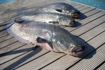 Flusswelse: Die enormen Raubfische verbreiten sich in Europas Gewässern immer weiter.
