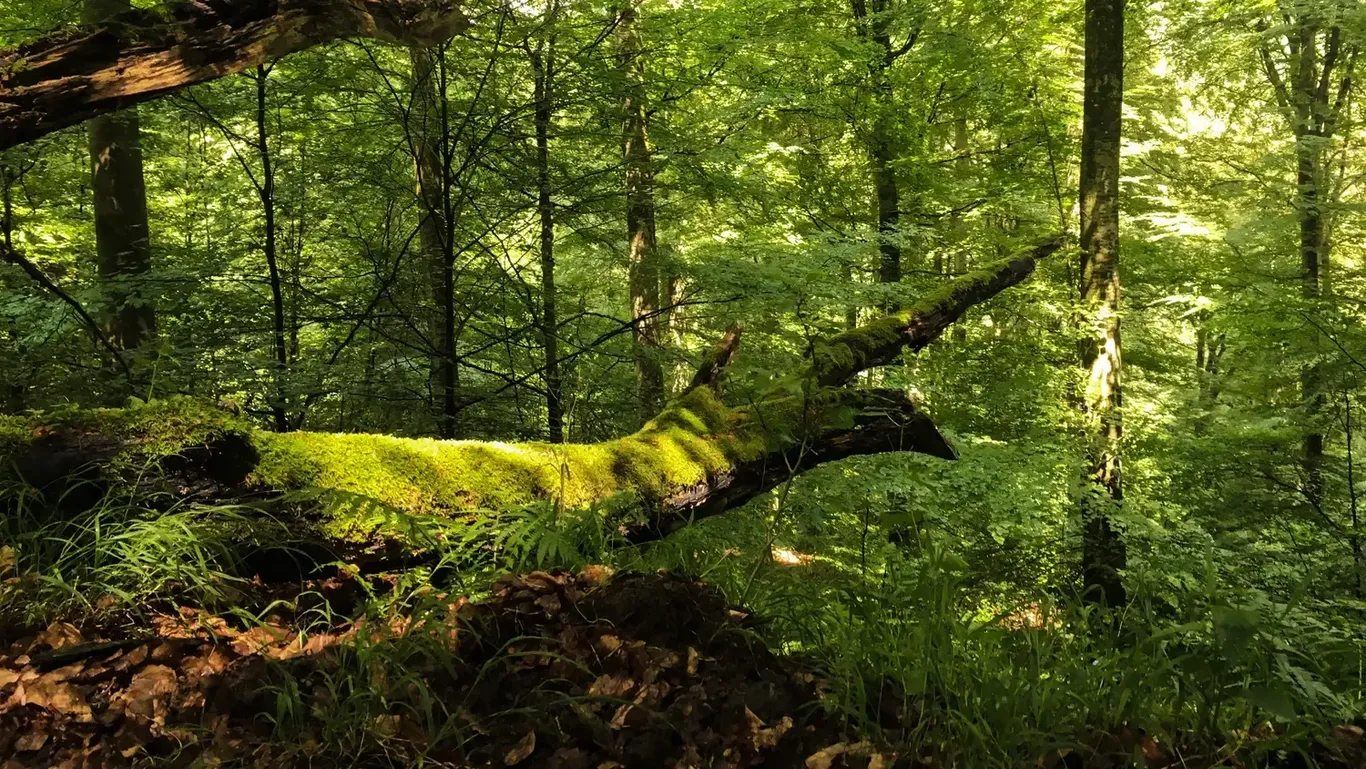 Deutschlands bekanntester Förster Peter Wohlleben warnt davor, klimageschädigte Wälder mit hitzeresistenteren Baumarten umzuforsten. Er sagt: Das kann nur schiefgehen.