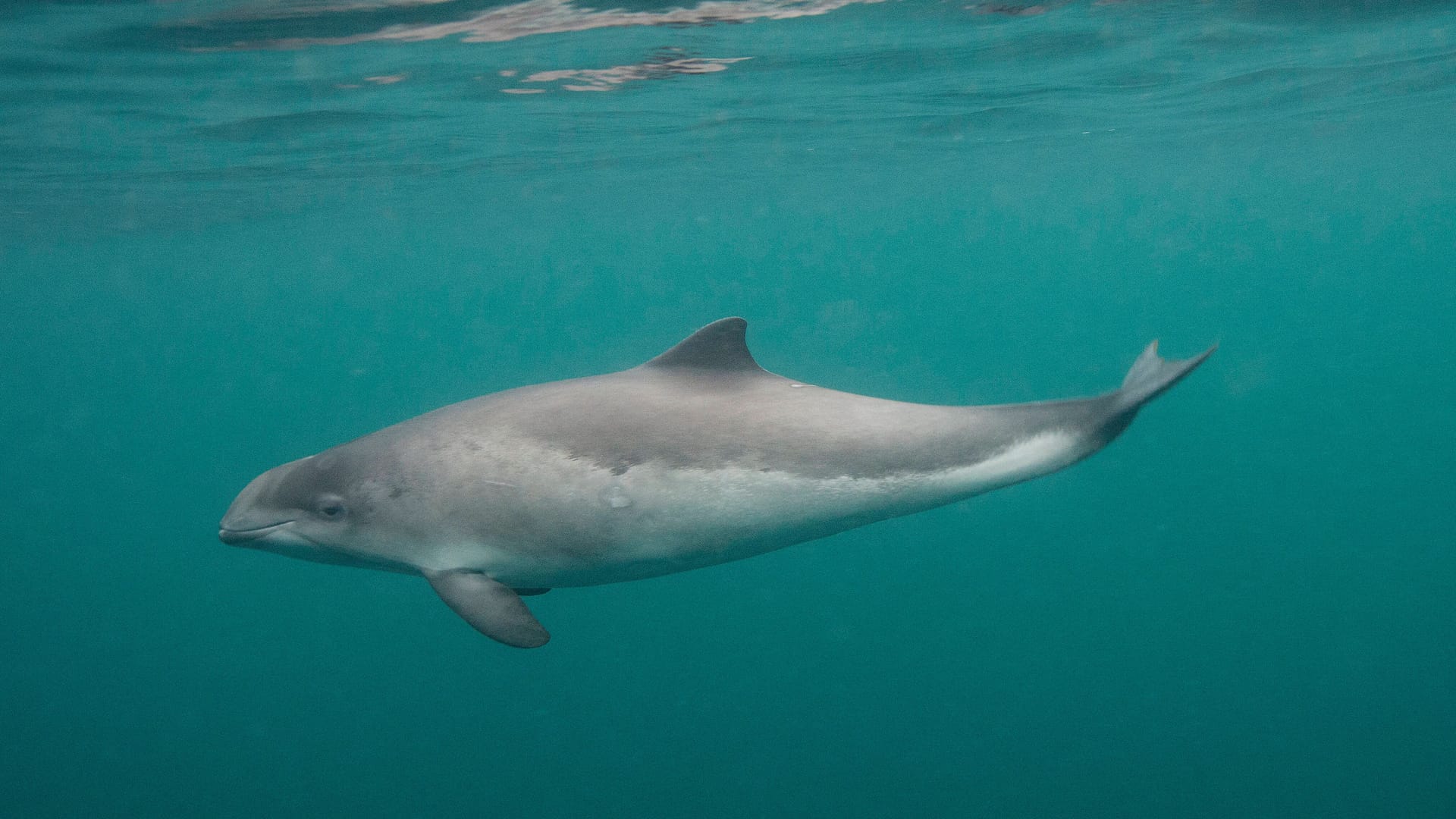 Schweinswale sind zwar in der Nordsee zuhause, aber stark gefährdet.