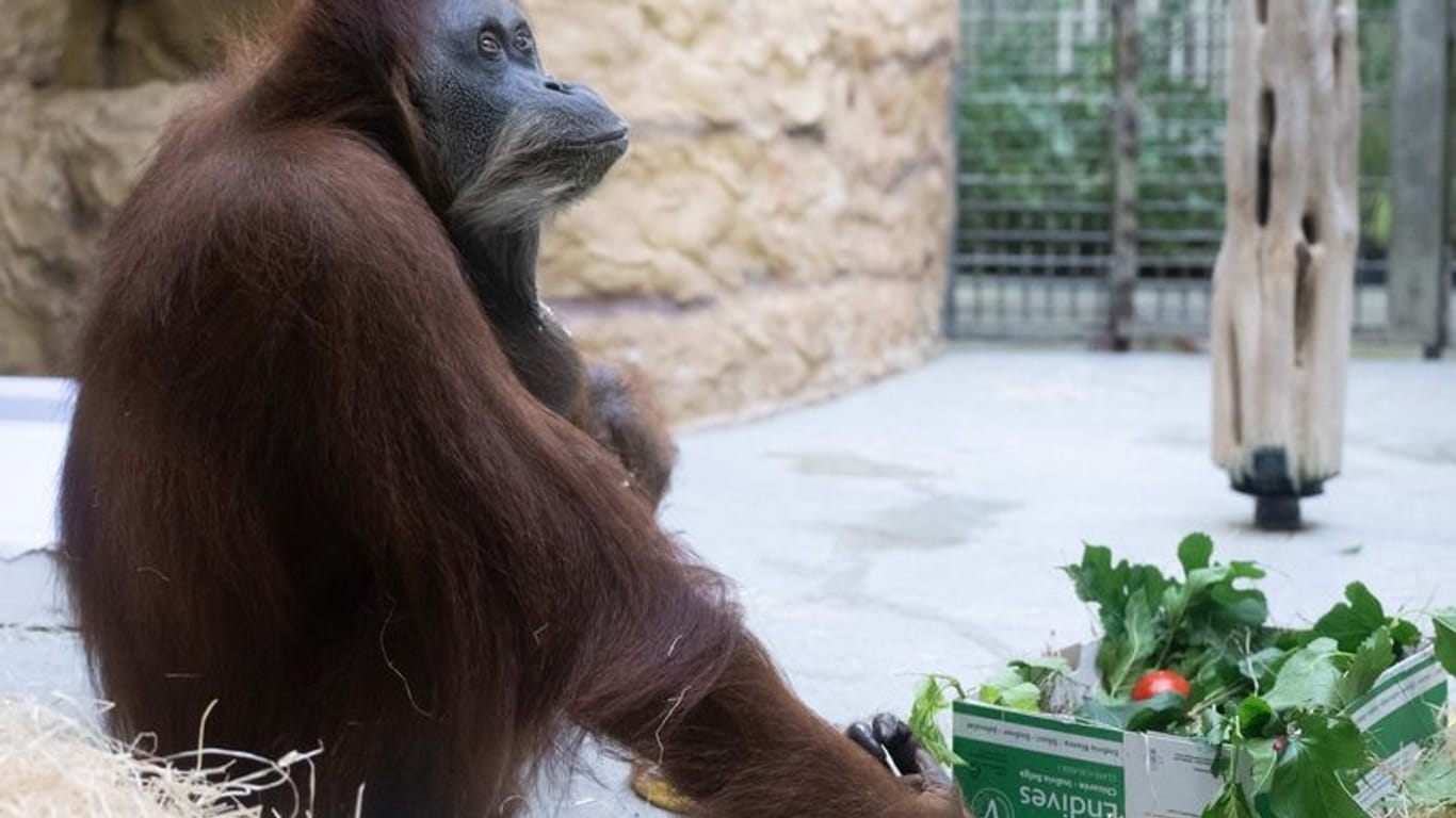 Das Orang-Utan-Weibchen Djudi sitzt im Zoo Dresden in ihrem Gehege. Anlass ist der 50. Geburtstag des Orang-Utan-Weibchen.