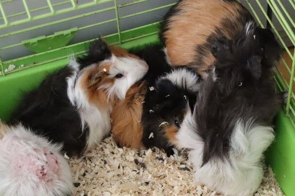 Verwahrloste Tiere: Einige der Meerschweinchen wiesen Wunden und kahle Stellen auf.