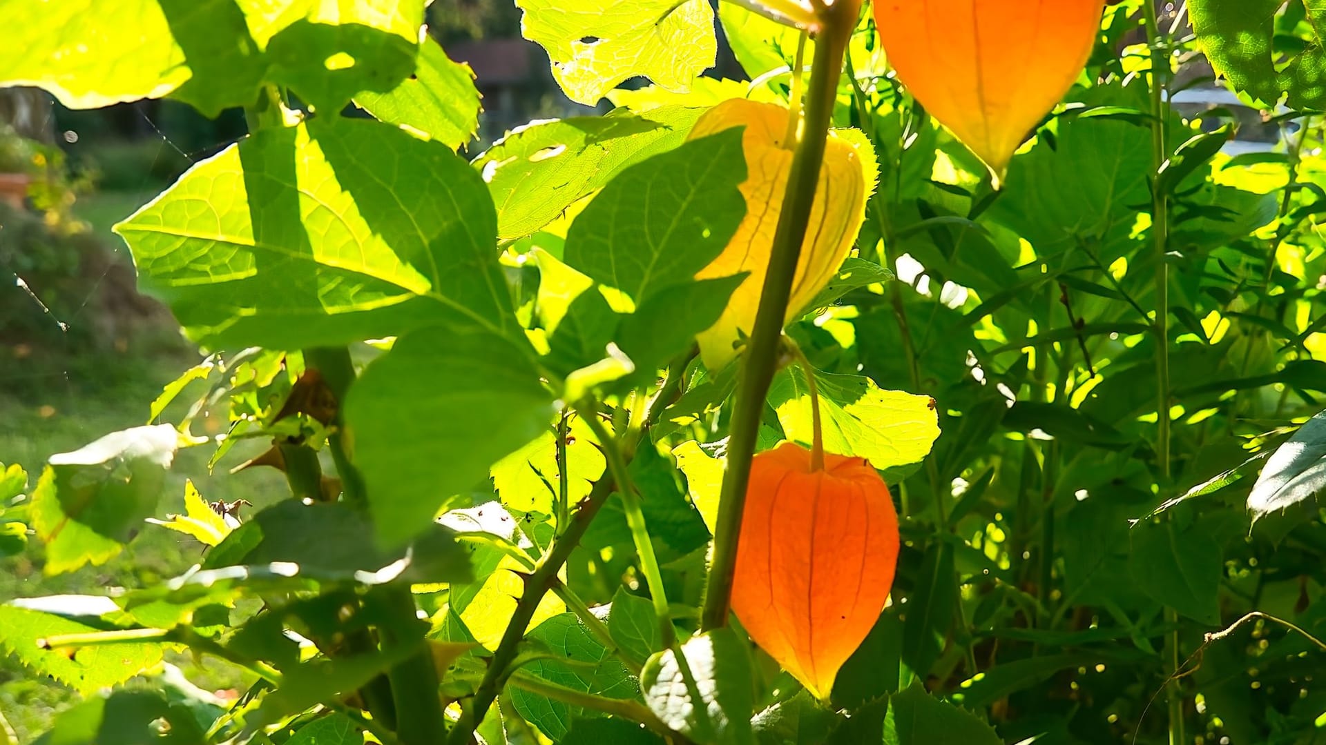 Ein heller und warmer Standort trägt zu vielen Blüten und Früchten an Physalis bei.