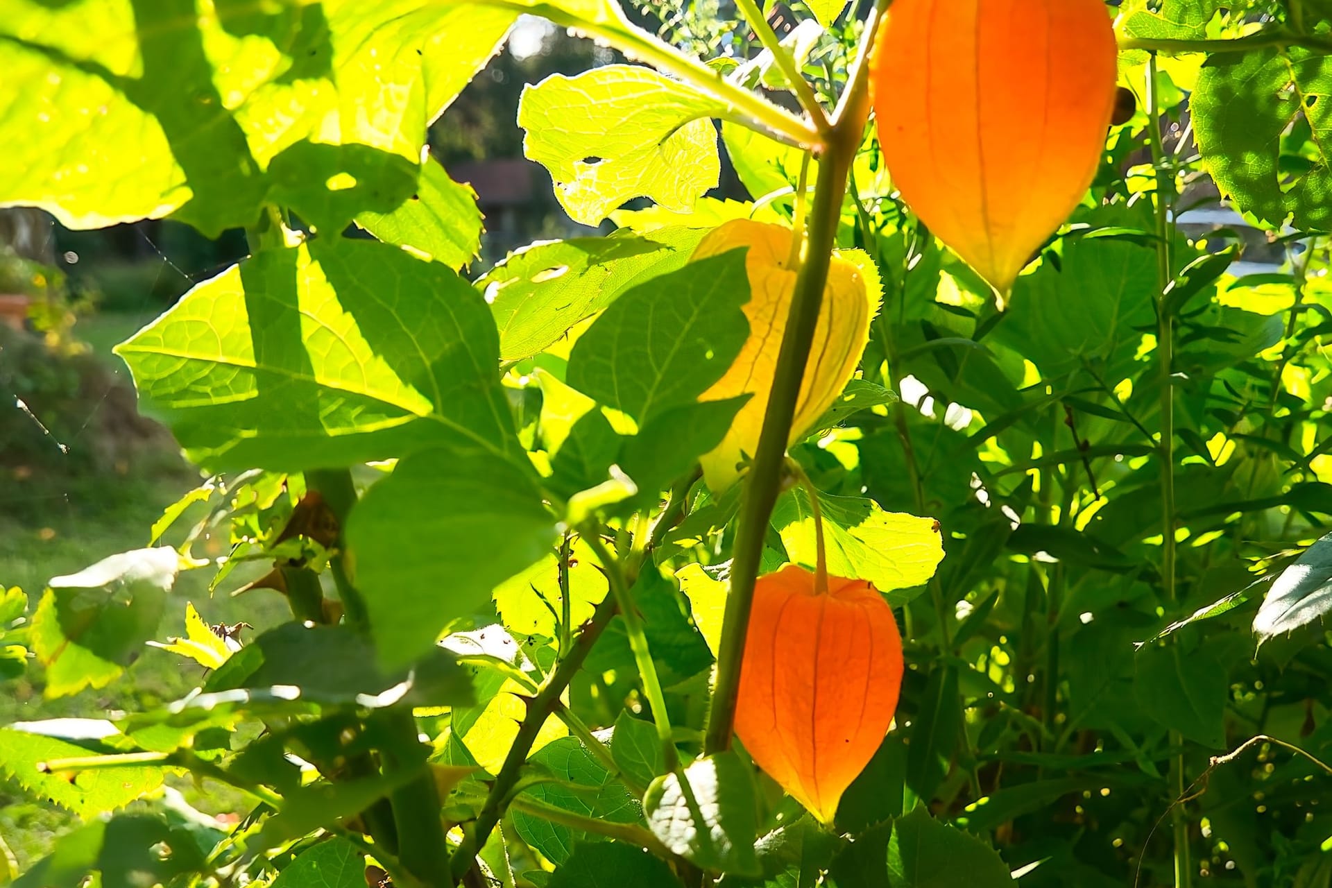 Ein heller und warmer Standort trägt zu vielen Blüten und Früchten an Physalis bei.