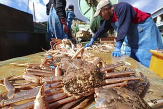 Krabbenfischen in Japan (Symbolbild): Im Gegenzug für ihre Steuergelder machen Kommunen den japanischen Bürgern teure Geschenke, unter anderem luxuriöse Speisen.