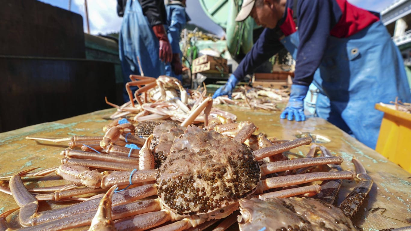 Krabbenfischen in Japan (Symbolbild): Im Gegenzug für ihre Steuergelder machen Kommunen den japanischen Bürgern teure Geschenke, unter anderem luxuriöse Speisen.