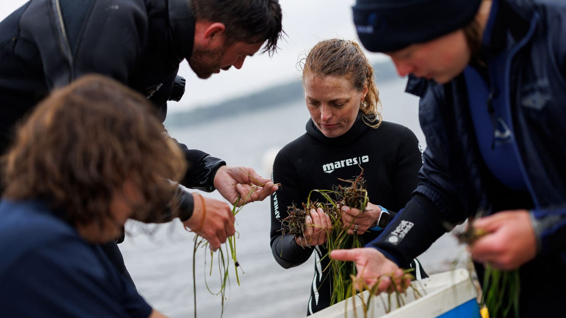 The Wider Image: In Baltic Sea, citizen divers restore seagrass to fight climate change