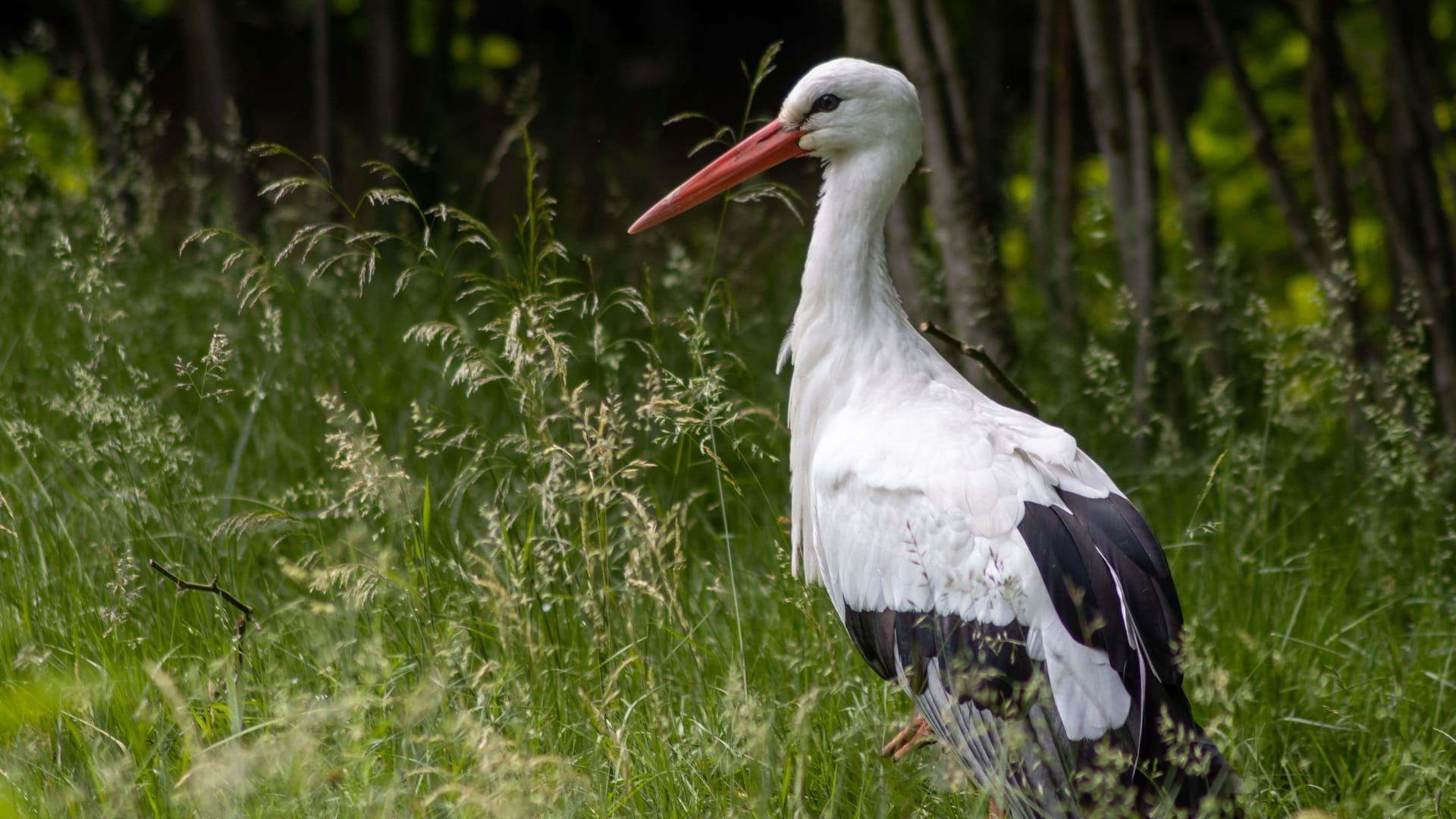 Ein Storch (Archivbild): In Leipzig ist ein Tier qualvoll verendet.