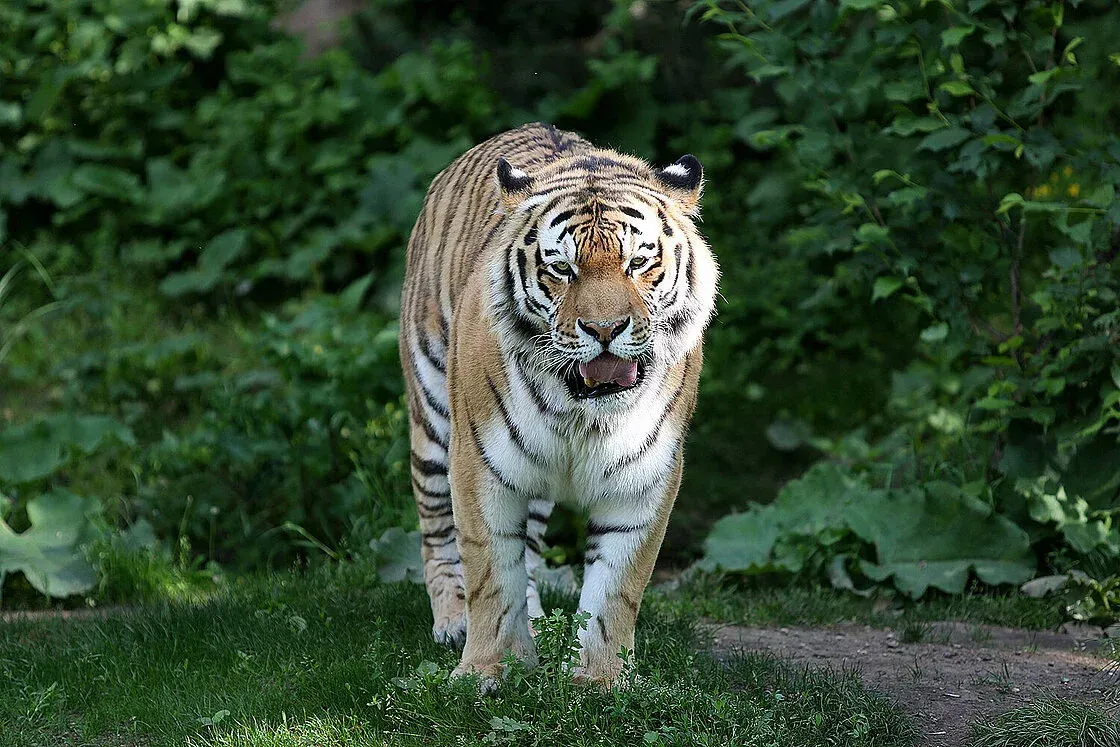 Der Amurtiger Tomak läuft in seinem Gehege: 2004 kam er in Leipzig zur Welt.