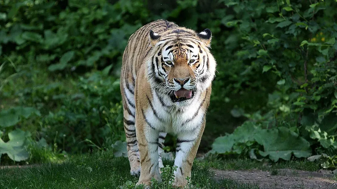 Der Amurtiger Tomak läuft in seinem Gehege: 2004 kam er in Leipzig zur Welt.