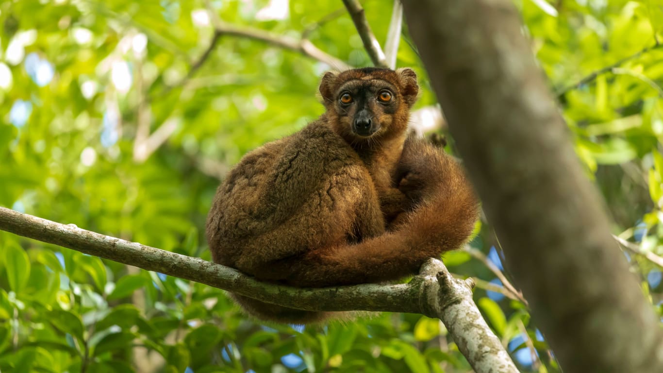 Ein Lemur in einem Tropenbaum: