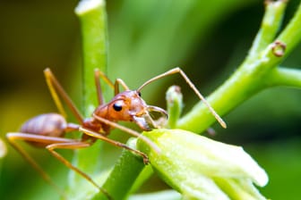 Ameisen: Es gibt Hunderte Arten. Die rote Feuerameise gilt als besonders aggressiv.
