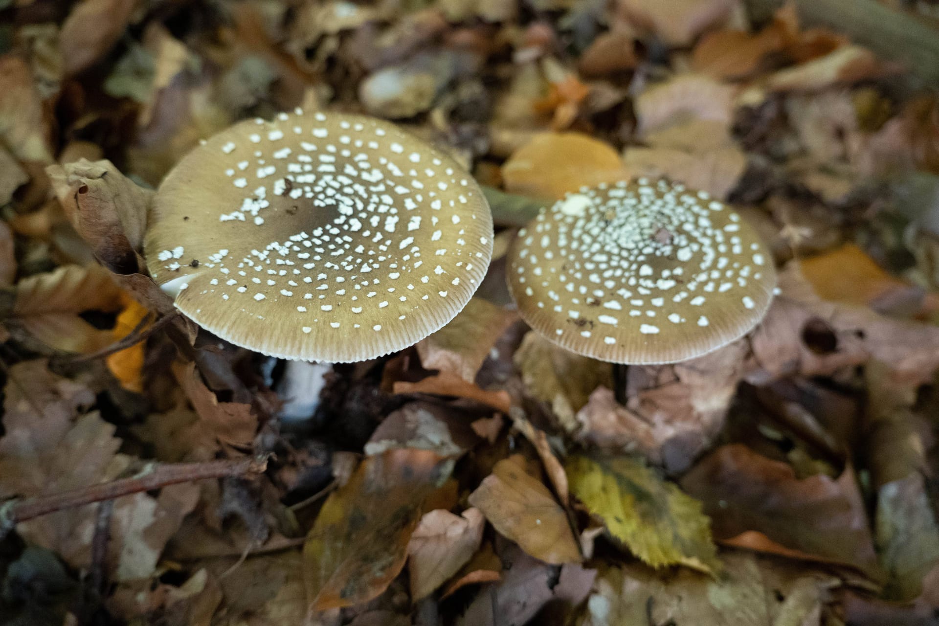 Pantherpilz: Hier herrscht Verwechslungsgefahr.