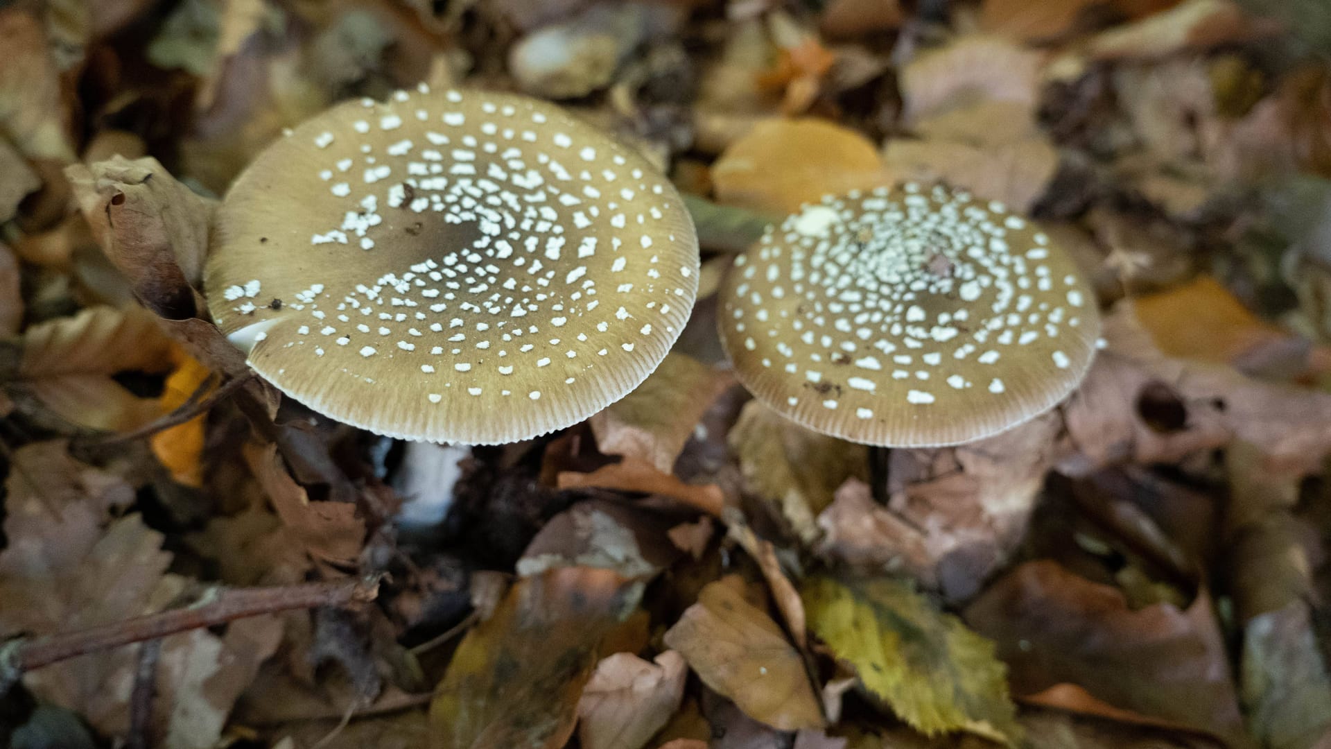 Pantherpilz: Hier herrscht Verwechslungsgefahr.