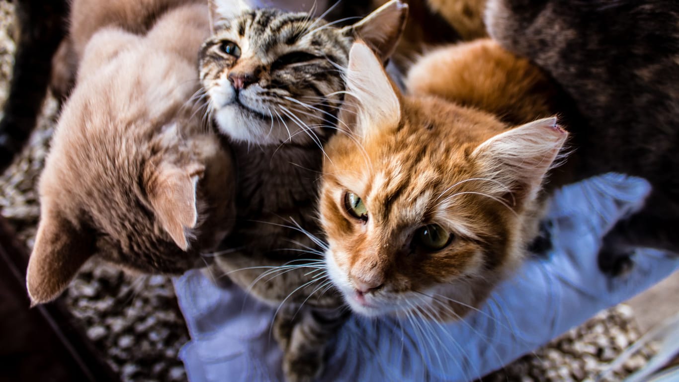 Straßenkatzen in Paphos auf Zypern: Mindestens zehntausend Katzen sind bereits an der Seuche gestorben, die sich seit Januar auf der Insel ausbreitet.