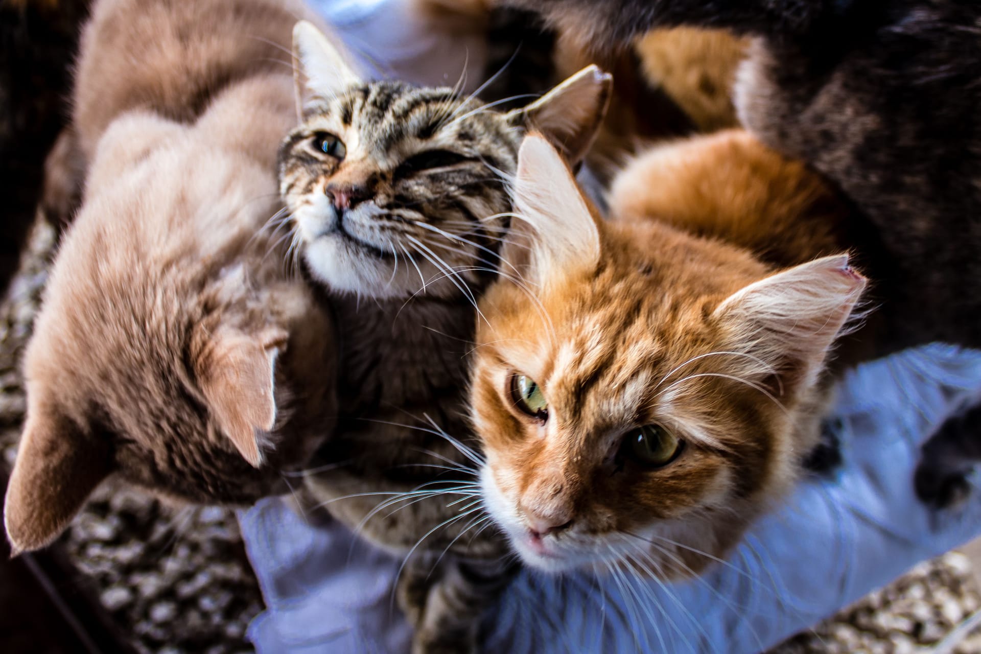 Straßenkatzen in Paphos auf Zypern: Mindestens zehntausend Katzen sind bereits an der Seuche gestorben, die sich seit Januar auf der Insel ausbreitet.