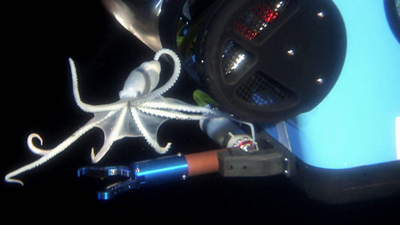 Ein Ausschnitt aus dem James Cameron-Film "Aliens of the Deep": Tiefsee-Oktopoden sind faszinierende und facettenreiche Kreaturen.