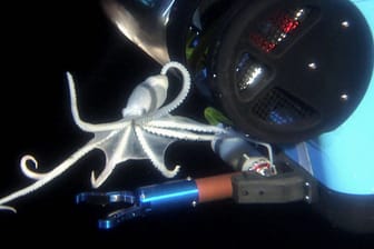 Ein Ausschnitt aus dem James Cameron-Film "Aliens of the Deep": Tiefsee-Oktopoden sind faszinierende und facettenreiche Kreaturen.
