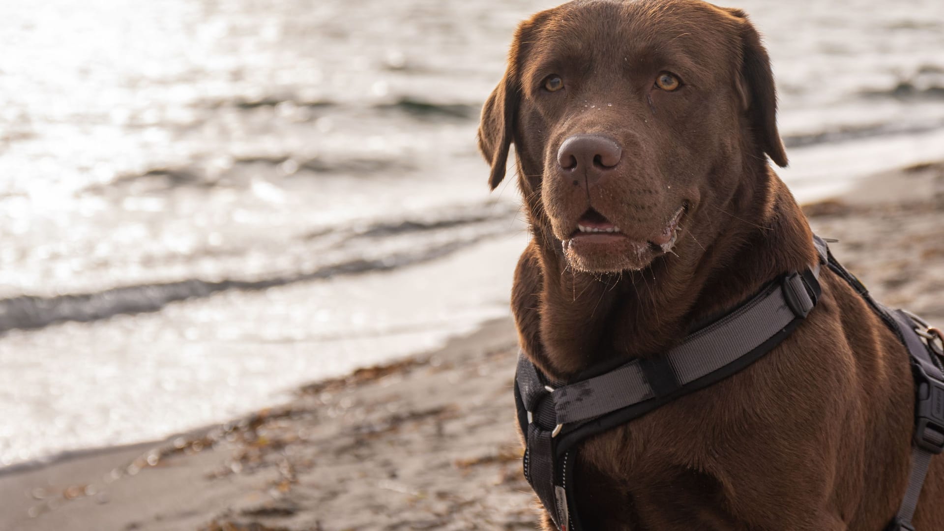 Labrador (Archivbild): Zwei Hunde dieser Rasse sind ein aktueller Hit auf Tiktok.