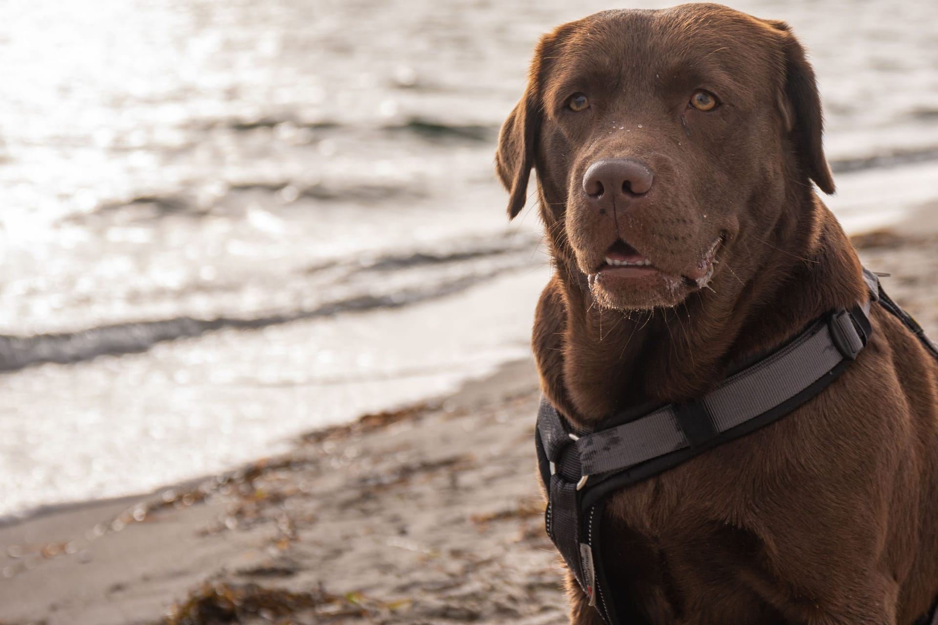 Labrador (Archivbild): Zwei Hunde dieser Rasse sind ein aktueller Hit auf Tiktok.