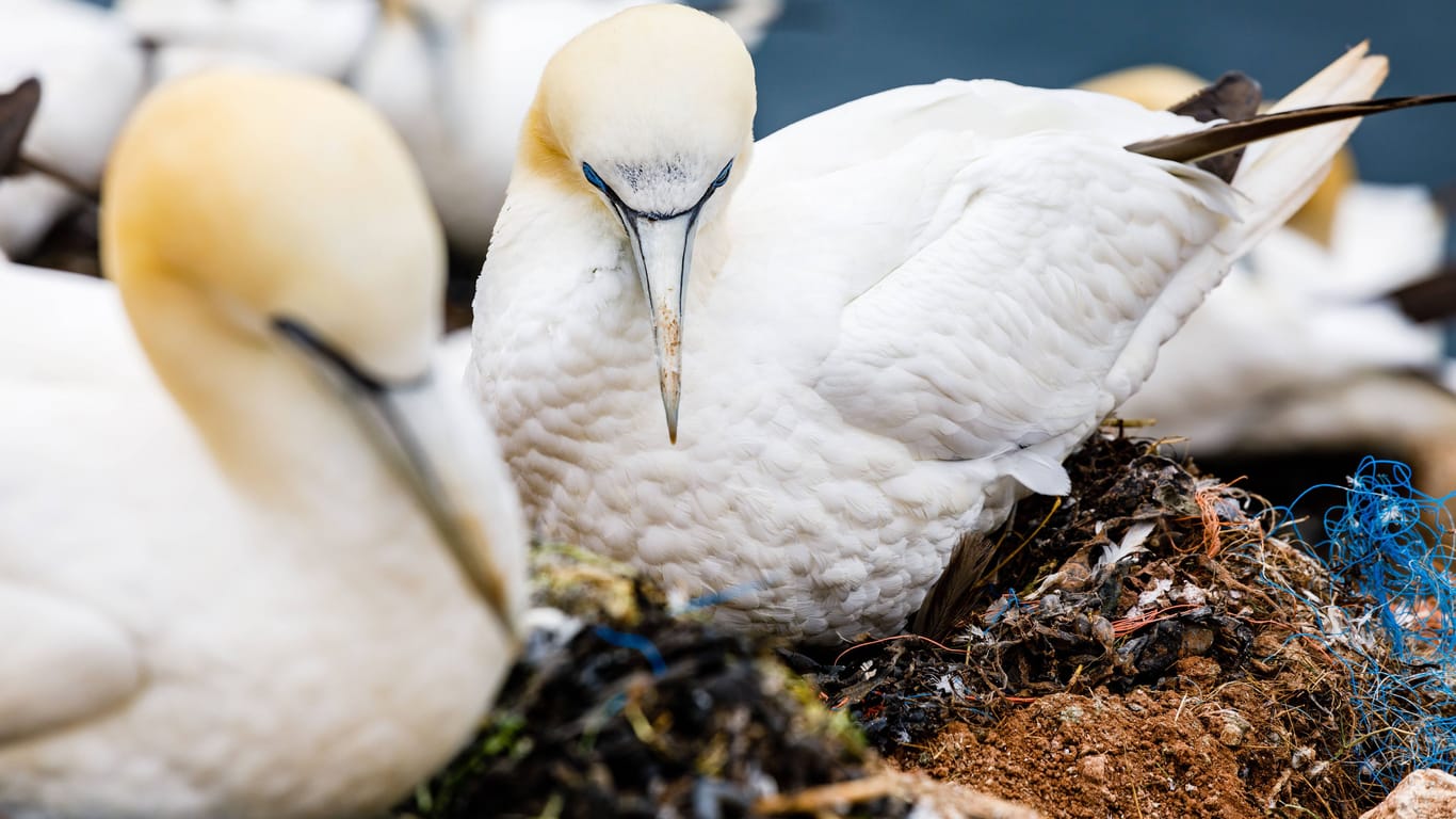 Brütende Basstölpel auf Helgoland (Symbolbild): Sogar in den Nestern der Vögel findet sich Müll.