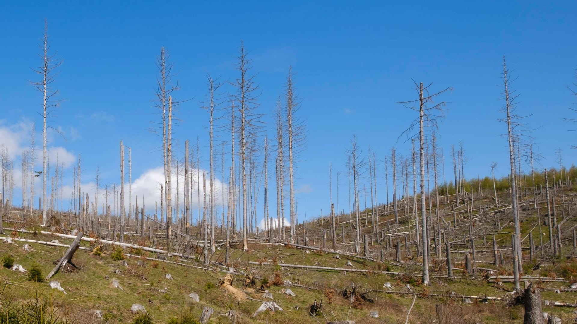 Abgestorbene Fichten im Nationalpark Harz: Hitze, Trockenheit und Borkenkäfer treffen Plantagen am härtesten. Eine Aussicht auf Besserung gibt es - wenn man die Flächen sich selbst überlässt.