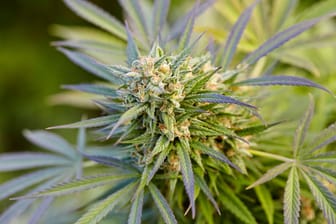 Umstrittene Pflanze: Die von der Bundesregierung geplante Cannabis-Legalisierung wirft noch viele Fragen auf.