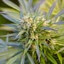Cannabis-Legalisierung: Wie viel Marihuana ist erlaubt? Fragen und Antworten