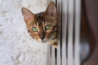 Katze auf Balkon