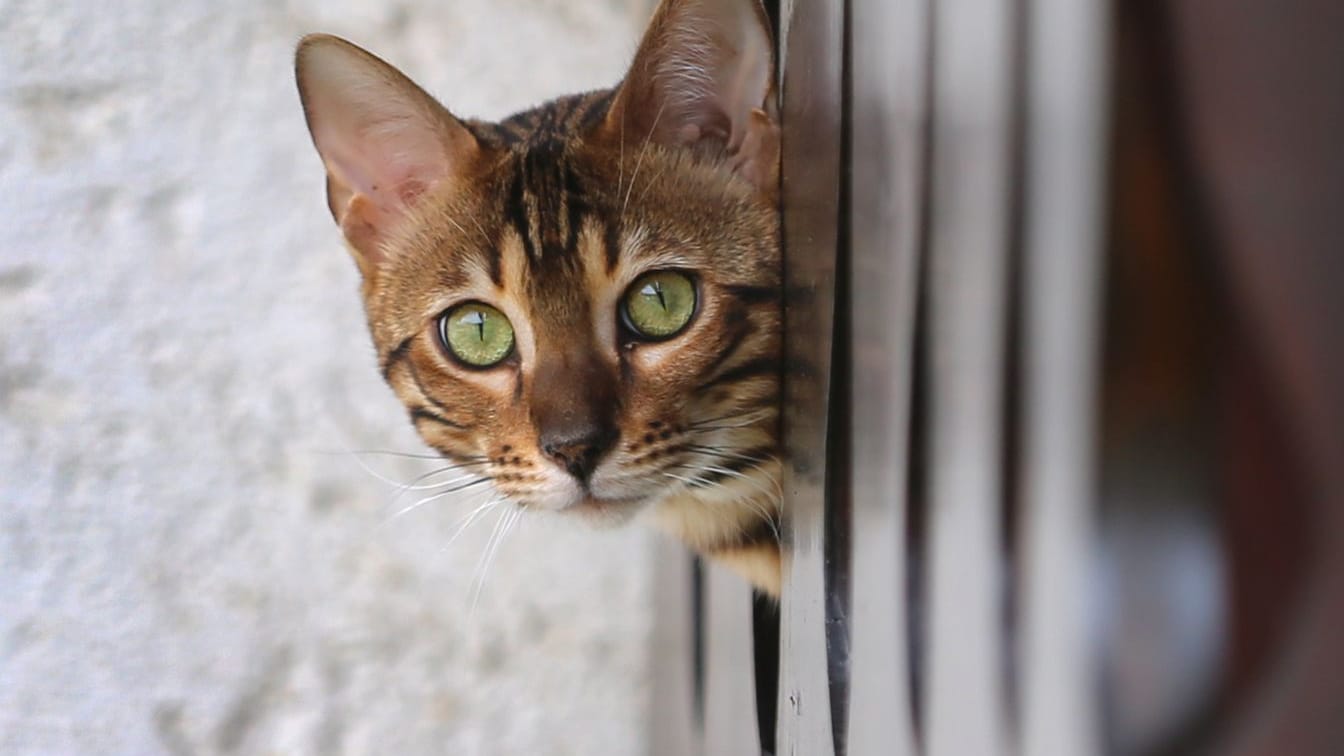 Katze auf Balkon