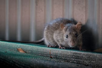 Eine Ratte (Symbolbild): Die ausgesetzten Ratten wurden am Mittwoch entdeckt – wie lange sie schon an der Raststätte zurückgelassen worden waren, ist unklar.