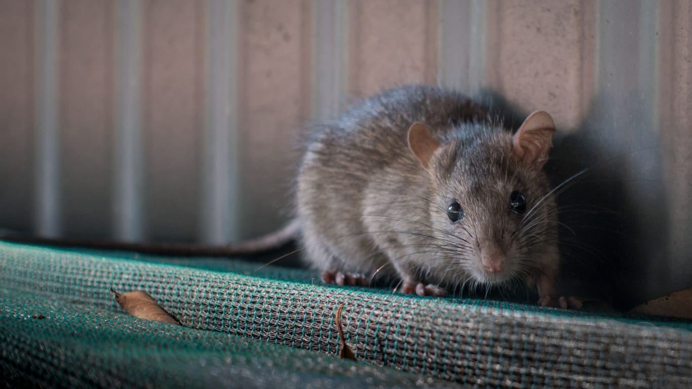 Eine Ratte (Symbolbild): Die ausgesetzten Ratten wurden am Mittwoch entdeckt – wie lange sie schon an der Raststätte zurückgelassen worden waren, ist unklar.