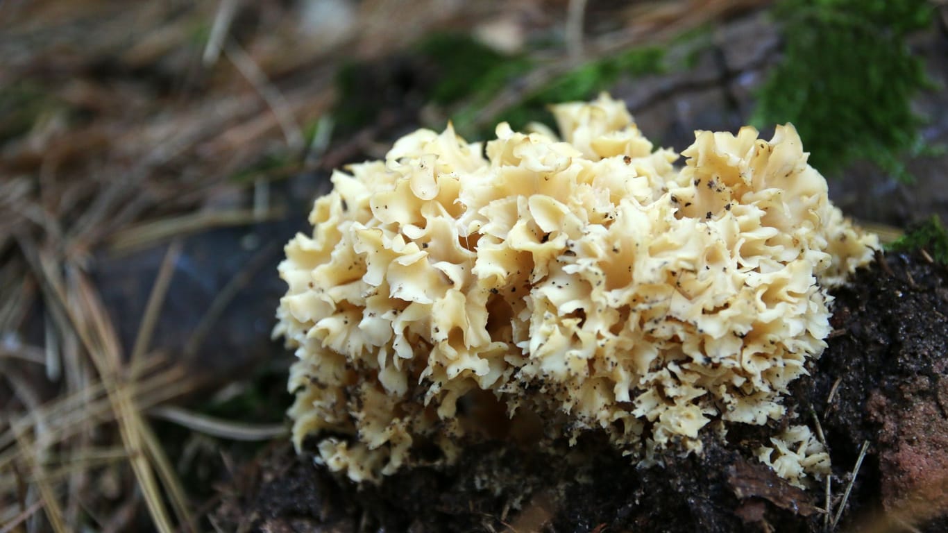 Die Krause Glucke ist eine aromatische und vielseitige Pilzart.