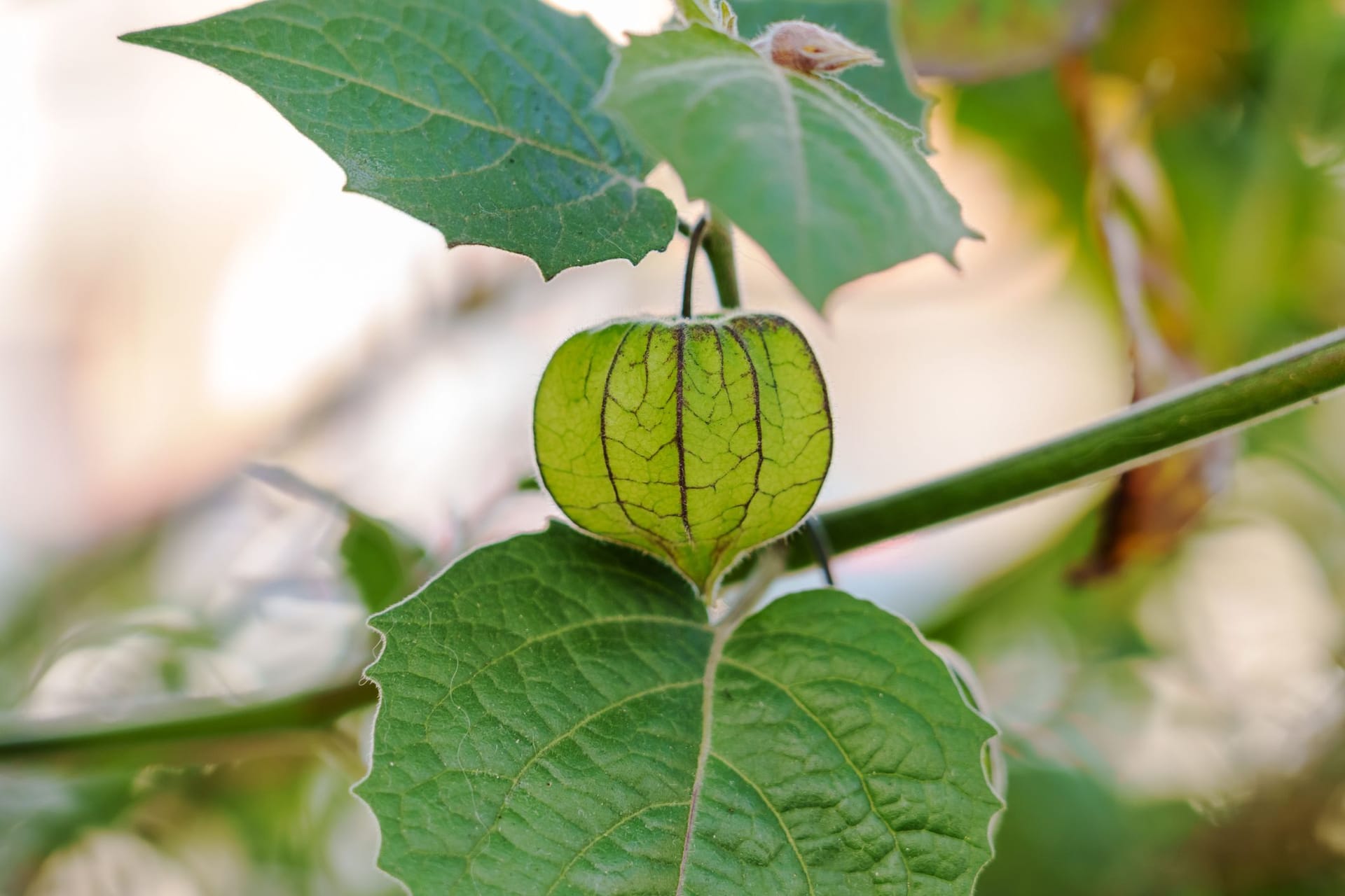 Von der Aussaat bis zur Ernte reifer Früchte dauert es bei Physalis häufig fünf bis sechs Monate.